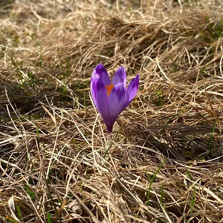 Malowany W Gorach Σαλέ Ciche (Nowy Targ)