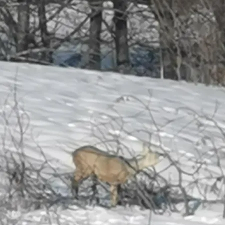 샬레 Malowany W Gorach