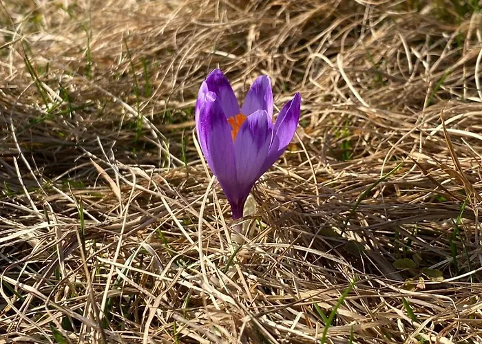 Malowany W Gorach Chalet Ciche (Nowy Targ)